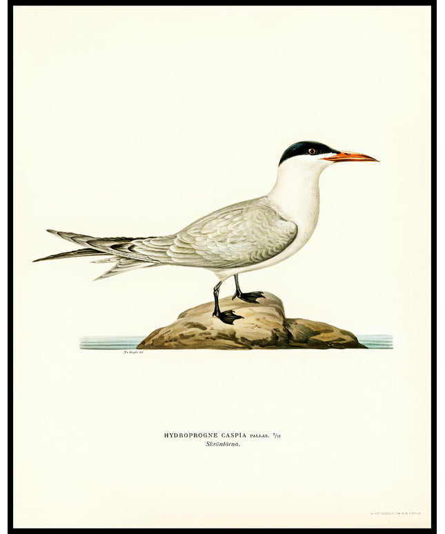 Hydroprogne Caspia Poster