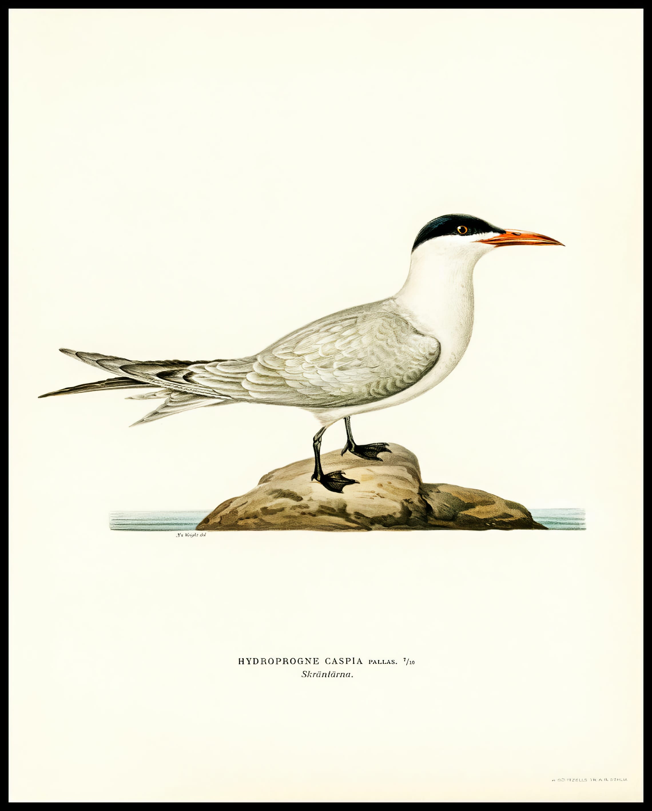 Hydroprogne Caspia Poster