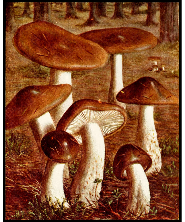 Hygrophorus Olivaceo Albus