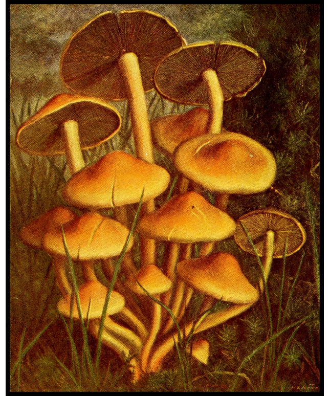 Hypholoma Fasciculare