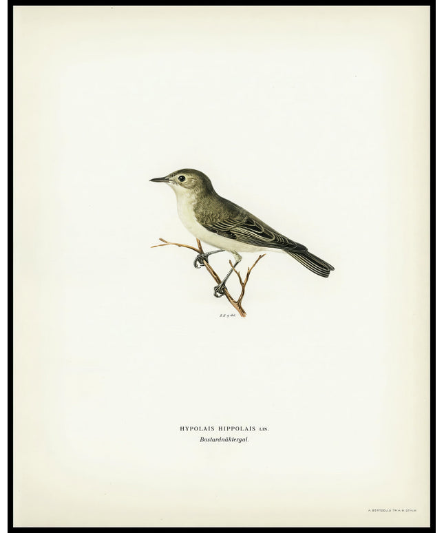 Hypolais Hippolais Poster