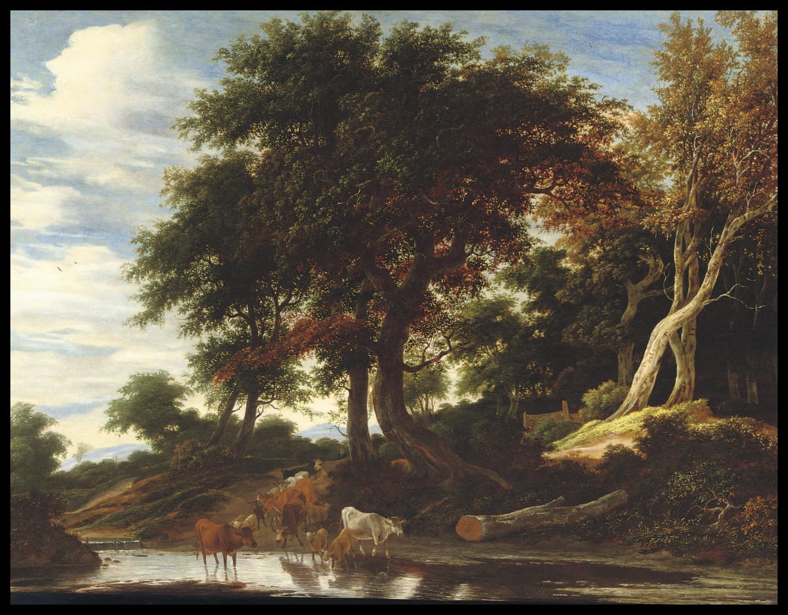 Cattle fording a stream in a wooded landscape