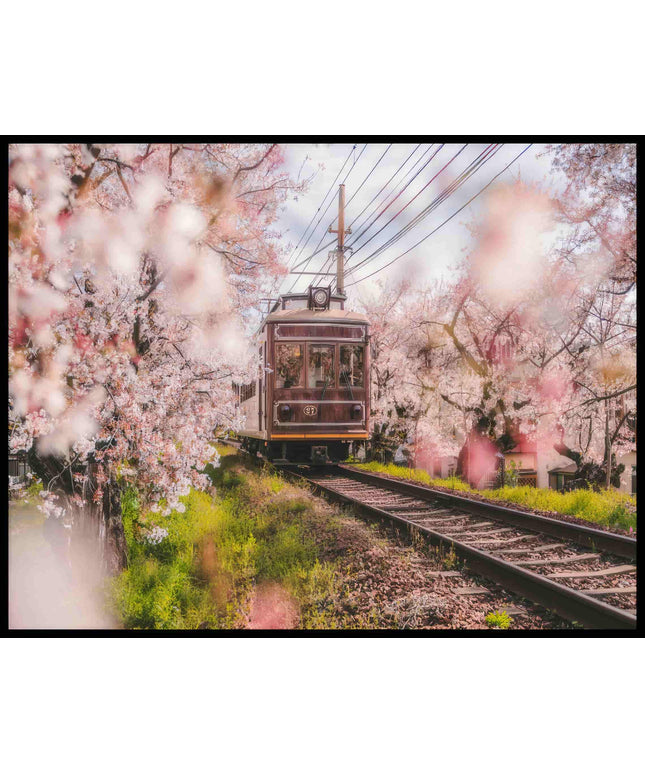 Ein Poster von einer alten Straßenbahn, die durch blühende Kirschbäume fährt.