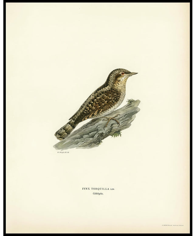 Iynx Torquilla Poster