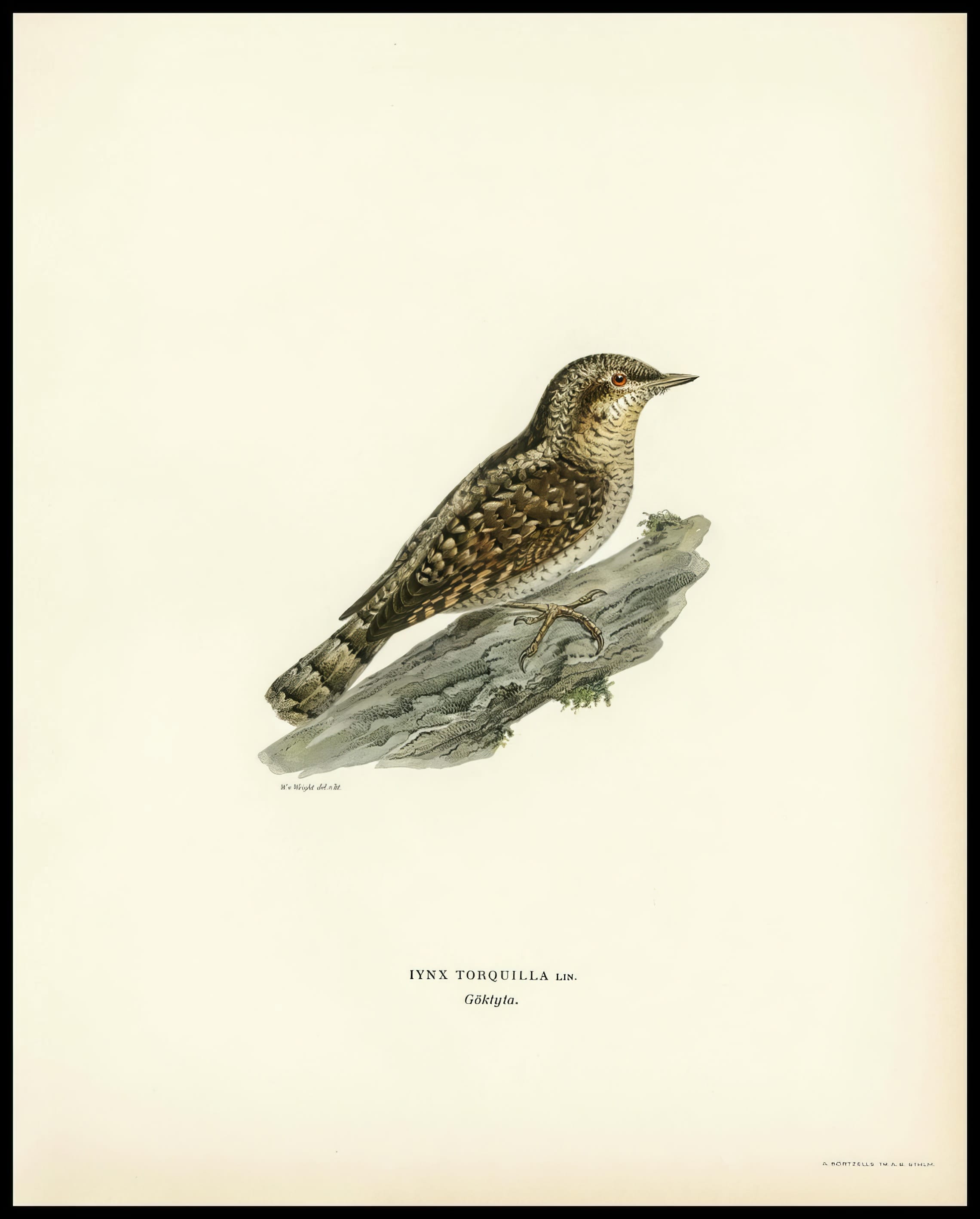 Iynx Torquilla Poster