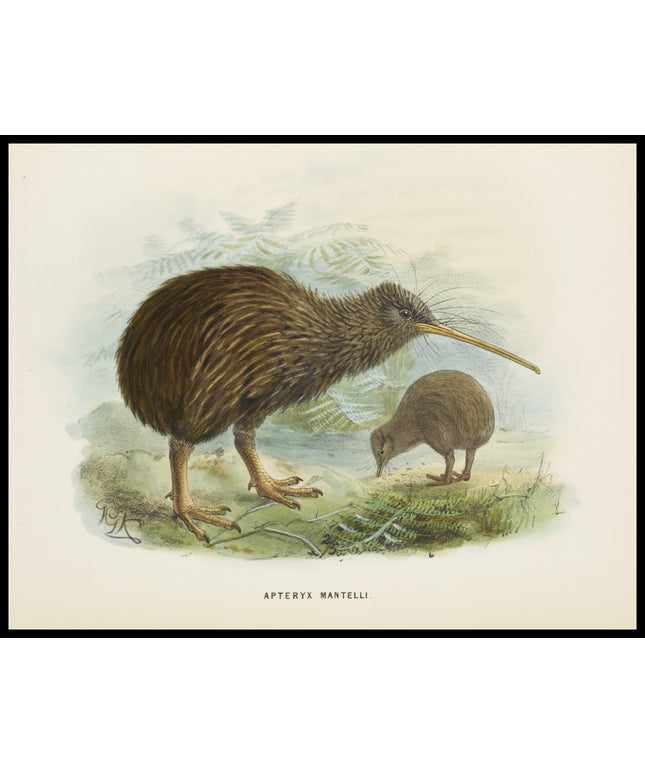 Apteryx Mantellii