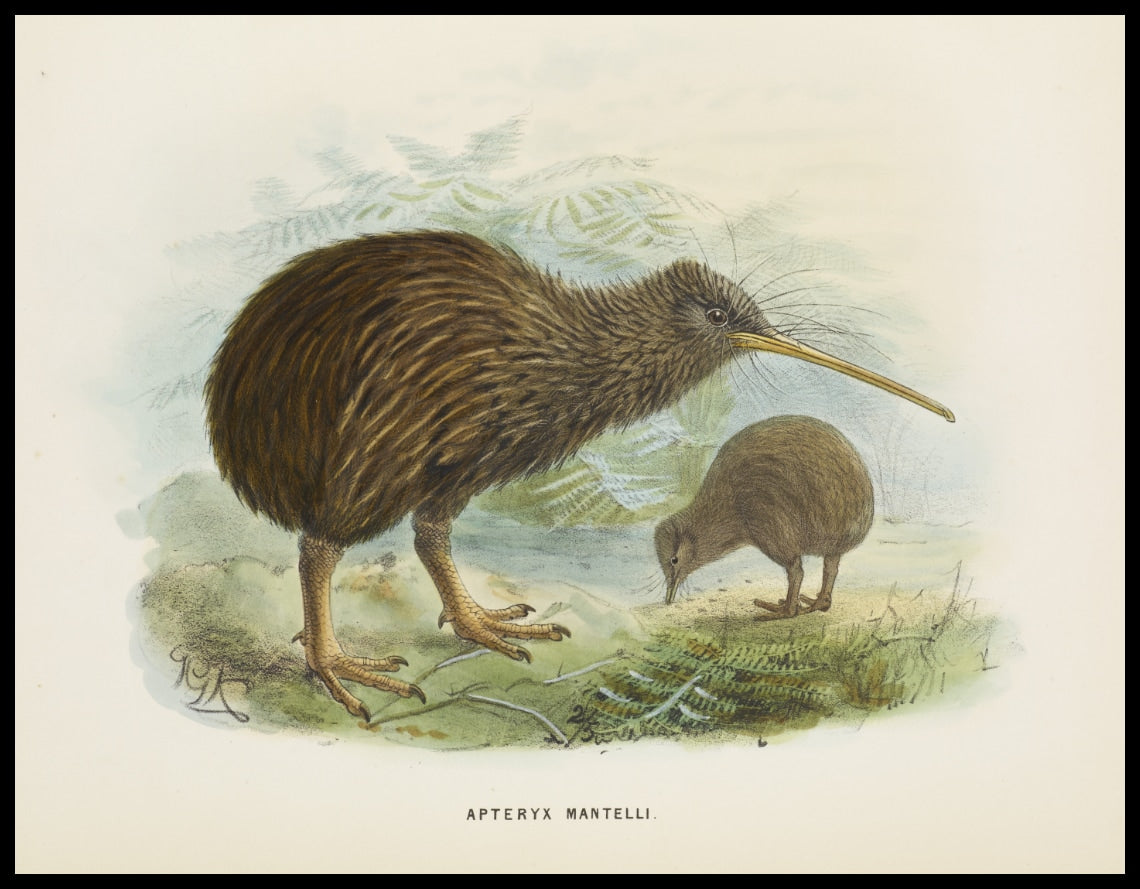 Apteryx Mantellii