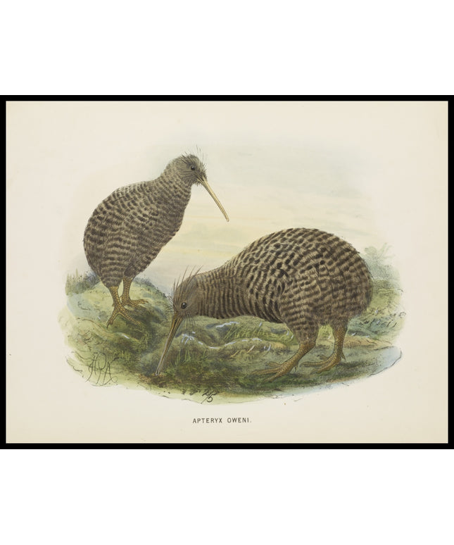 Apteryx Oweni