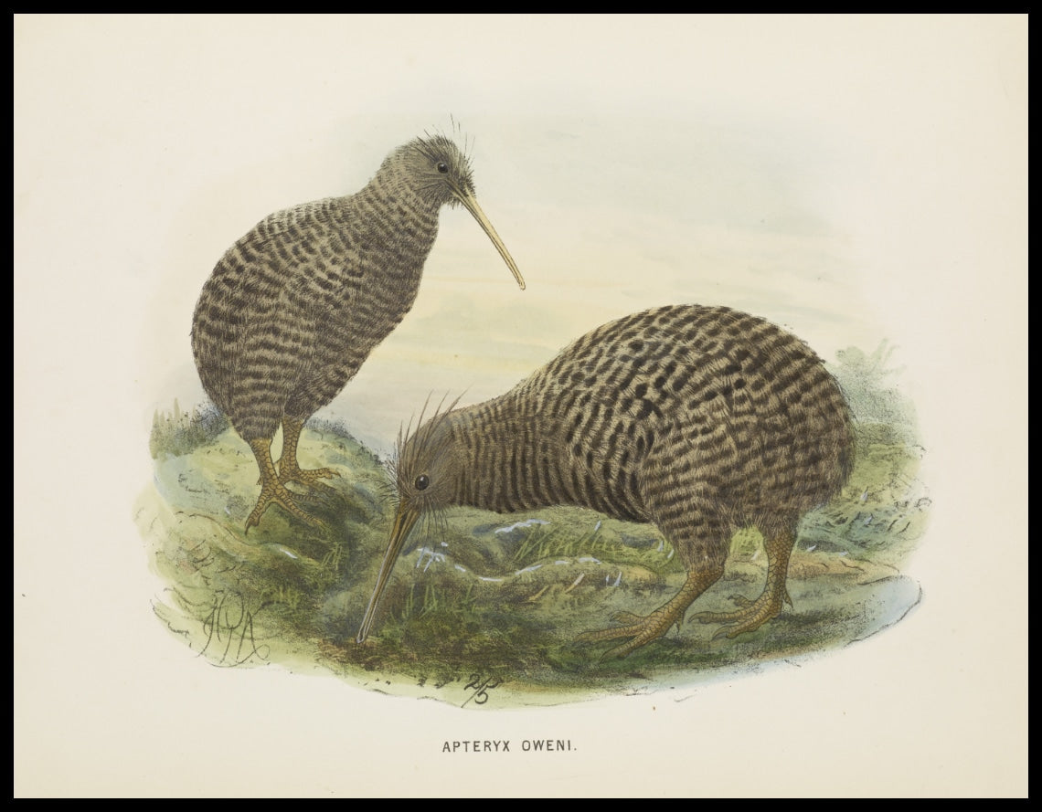 Apteryx Oweni