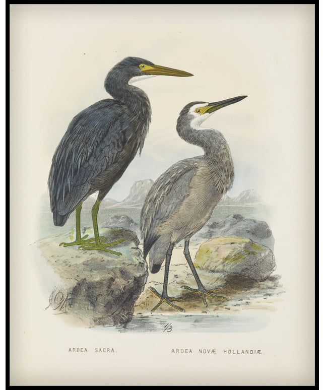 Ardea Sacra & Ardea Hollandiae