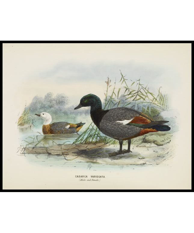 Casarca Varigata