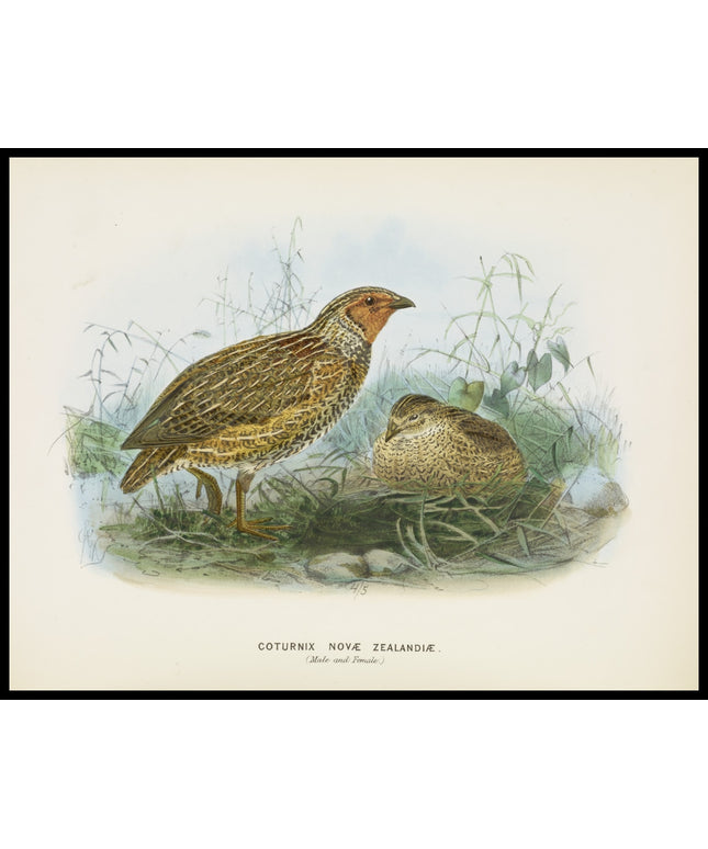 Coturnix Novae Zealandiae
