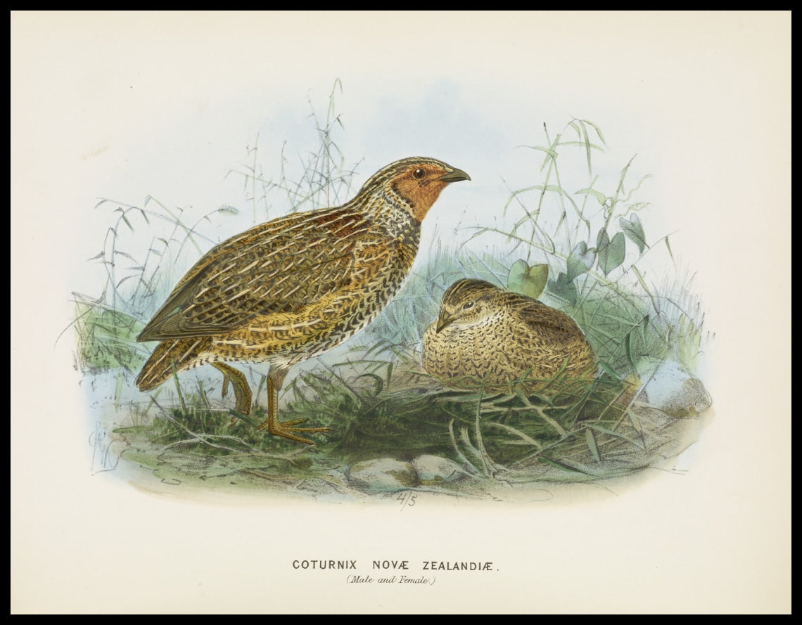 Coturnix Novae Zealandiae