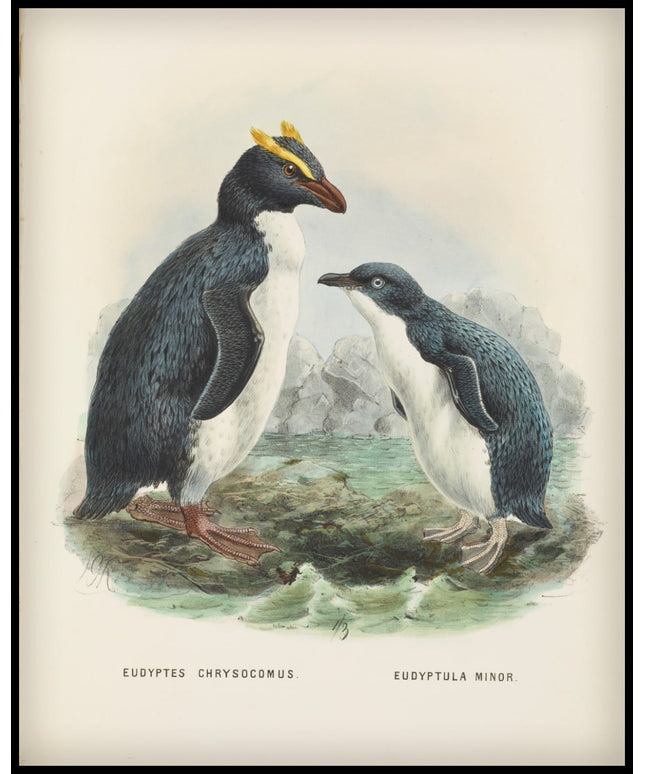 Eudyptes Chrysocomus & Eudyptula Minori