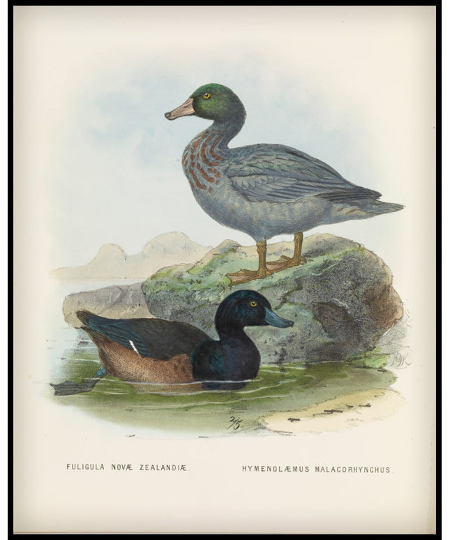 Fuligula Novae Zealandiae & Ymenolaemus Malacorhynchus