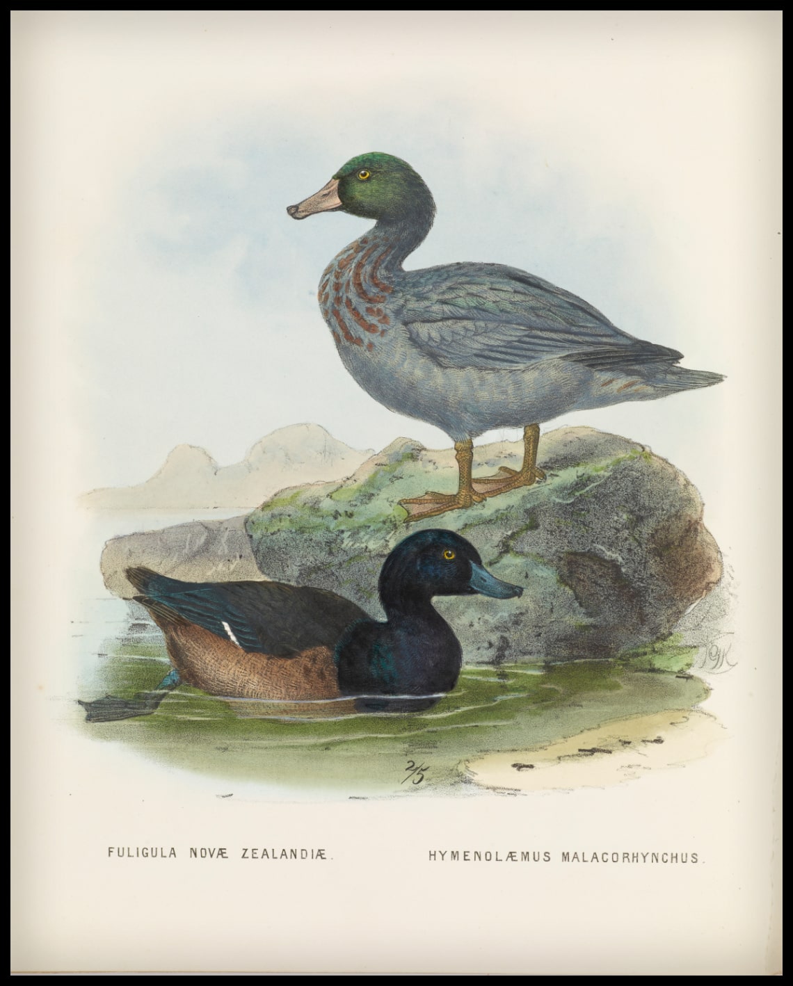 Fuligula Novae Zealandiae & Ymenolaemus Malacorhynchus
