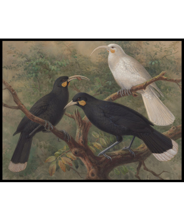 Heteralocha Acutirostris