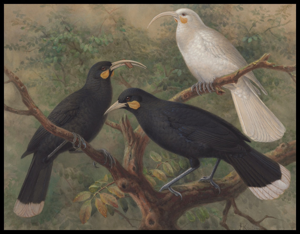 Heteralocha Acutirostris