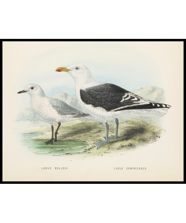 Larus Bulleri & Larus Dominicanus