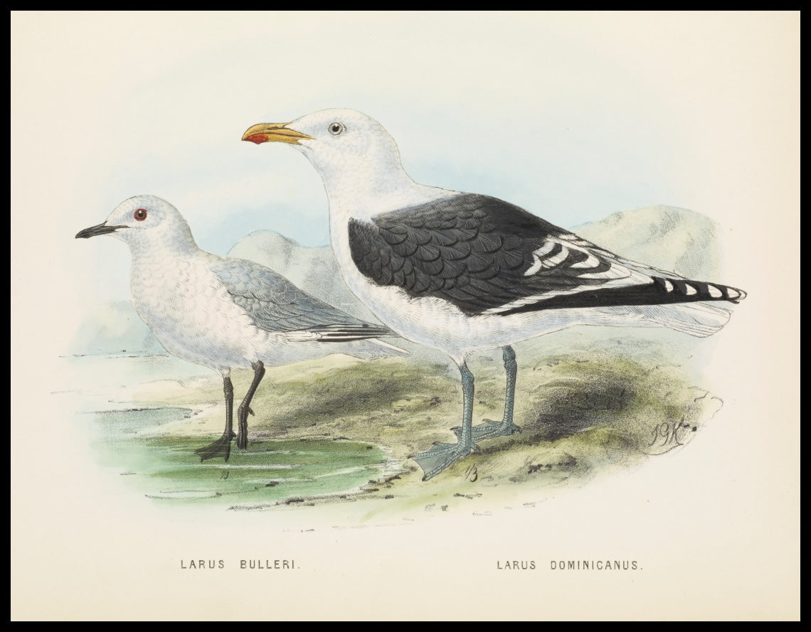 Larus Bulleri & Larus Dominicanus