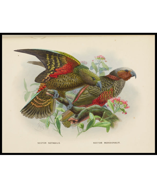 Nestor Notabilis & Nestor Meridionalis