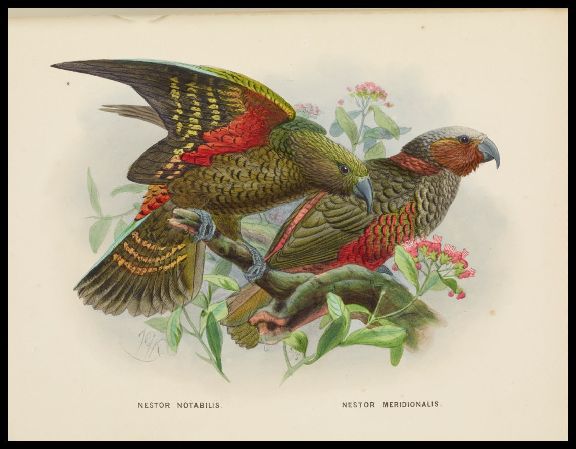 Nestor Notabilis & Nestor Meridionalis
