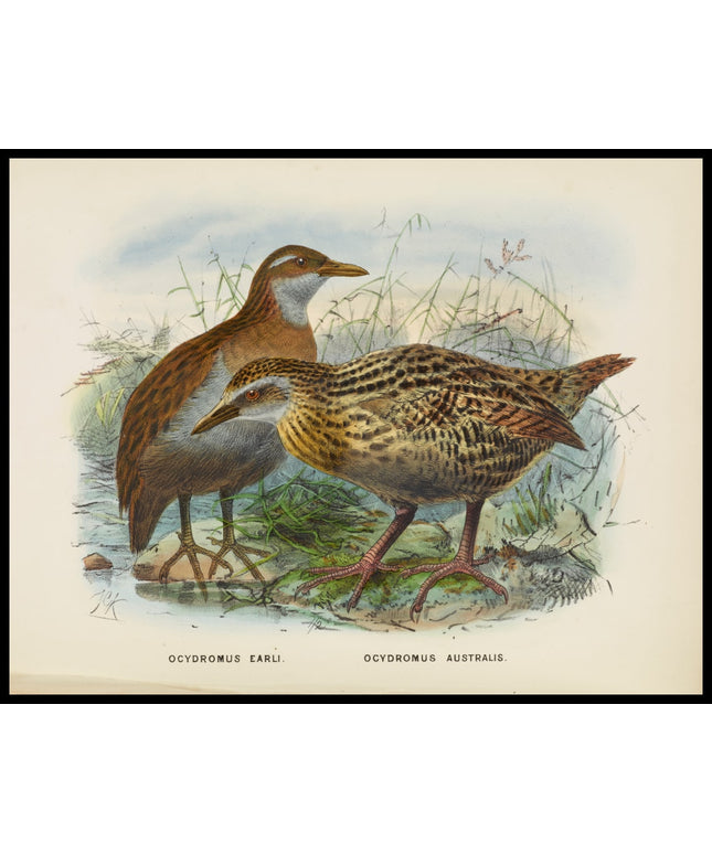 Ocydromus Earli & Ocydromus Australis