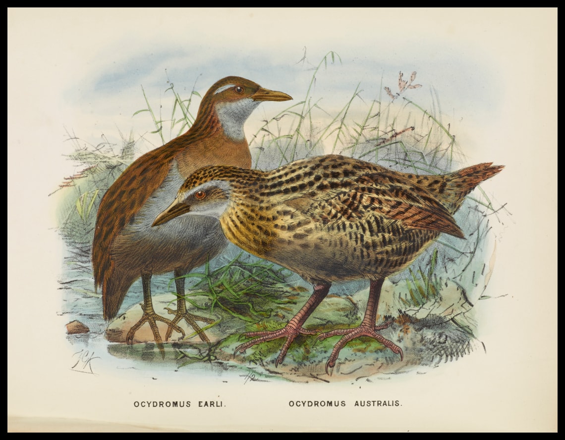 Ocydromus Earli & Ocydromus Australis