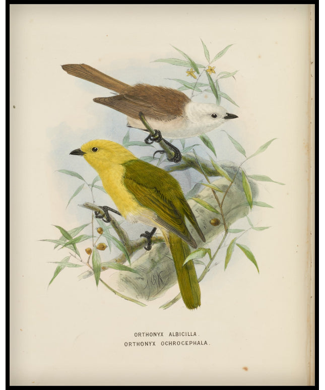 Orthonyx Albicillaorthonyx Ochrocephala