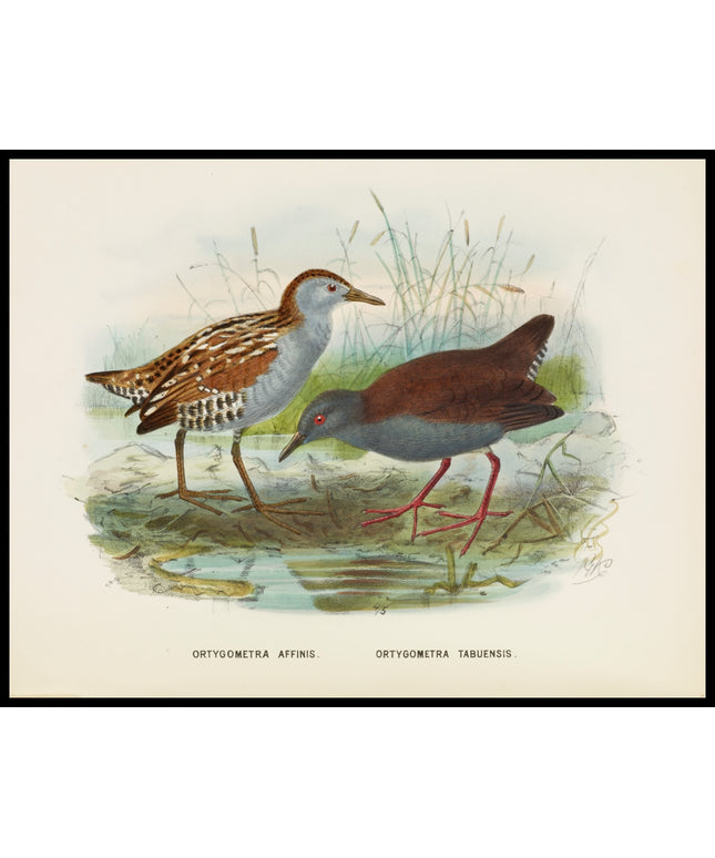 Ortygometra Affinis & Ortygometra Tabuensis