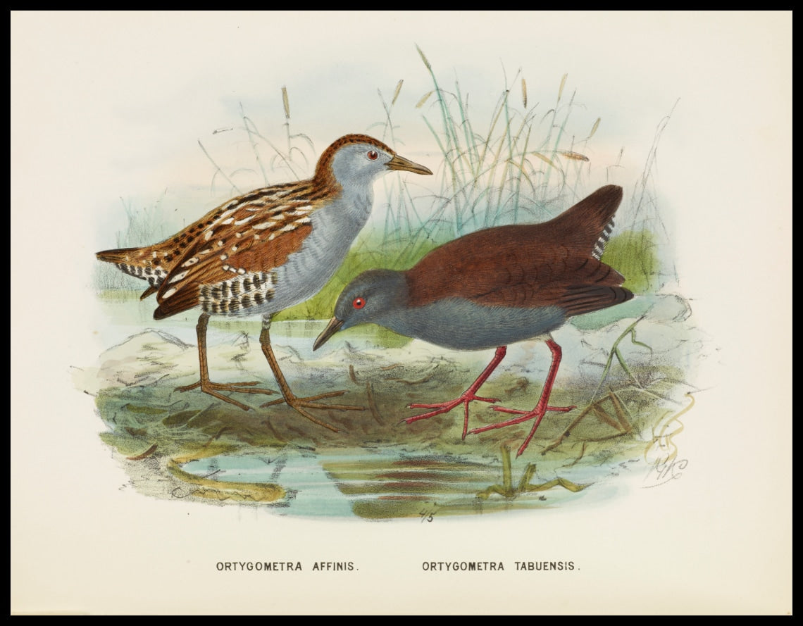 Ortygometra Affinis & Ortygometra Tabuensis