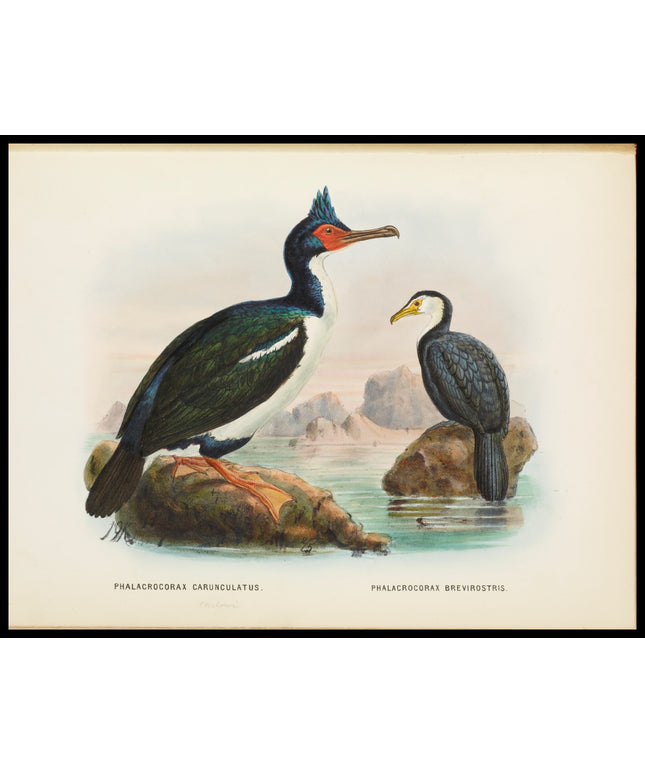 Phalacrocorax Carunculatas & Phalacrocorax Brevirostris