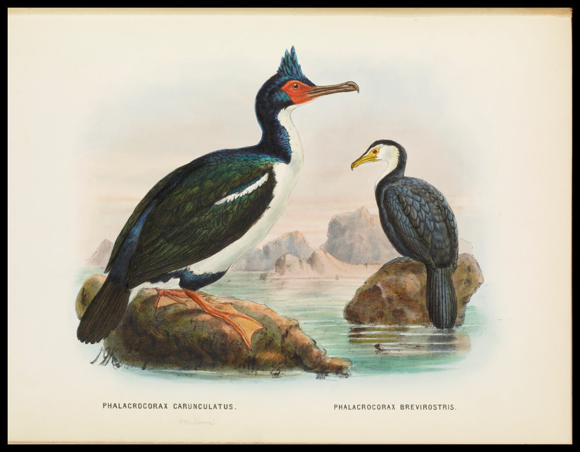 Phalacrocorax Carunculatas & Phalacrocorax Brevirostris