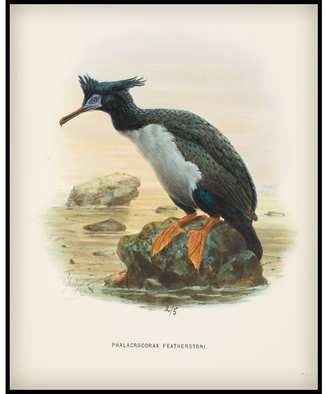 Phalacrocorax Featherstoni