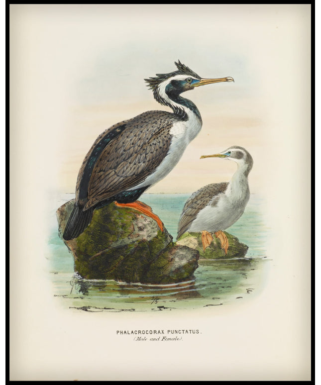 Phalacrocorax Punctatus