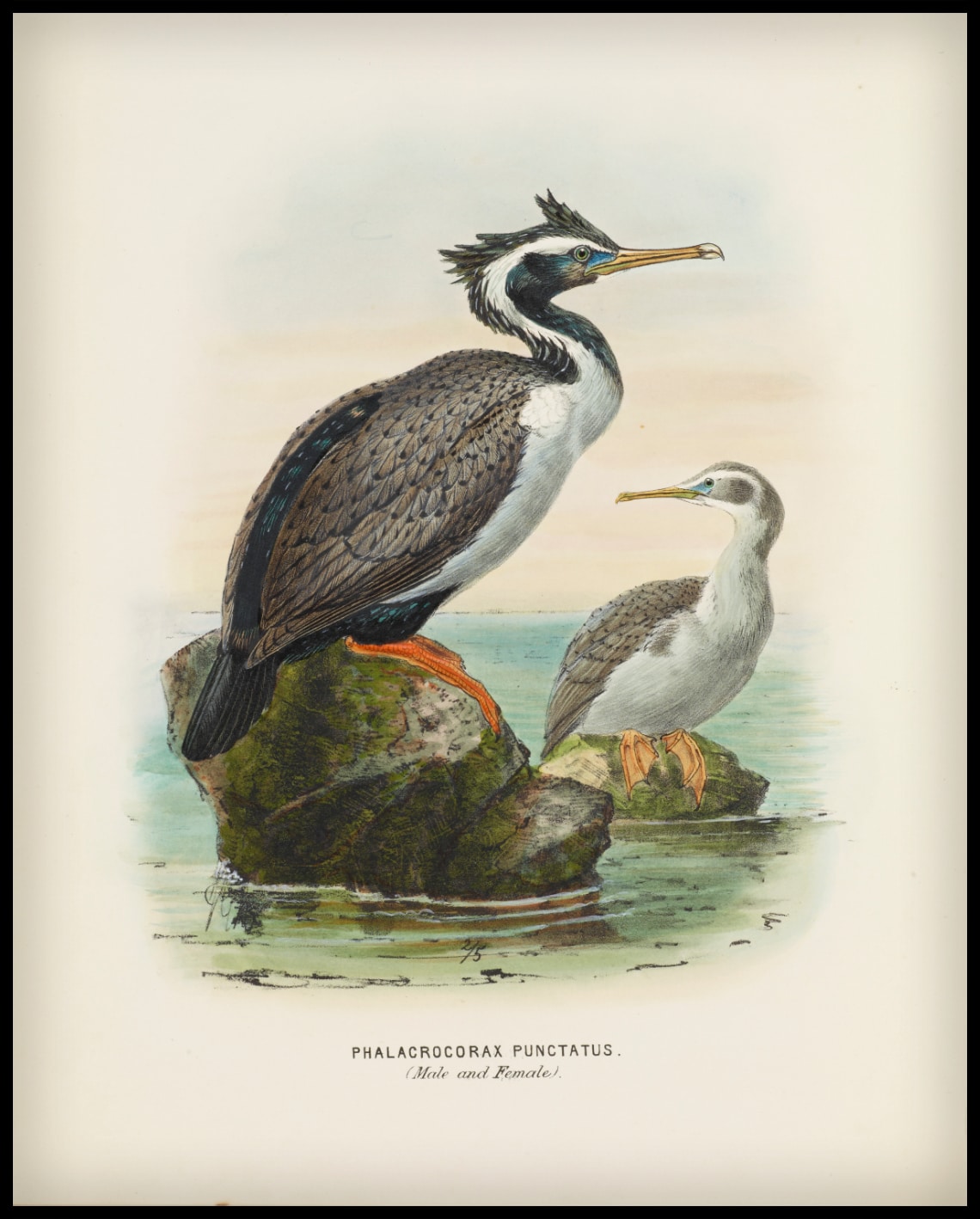 Phalacrocorax Punctatus