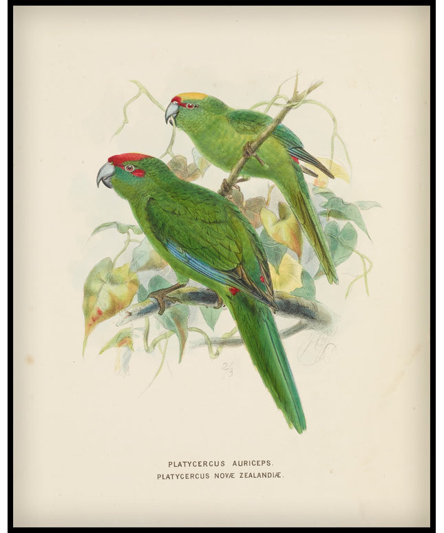 Platycercus Auriceps & Platycercus Nove Zealandiae