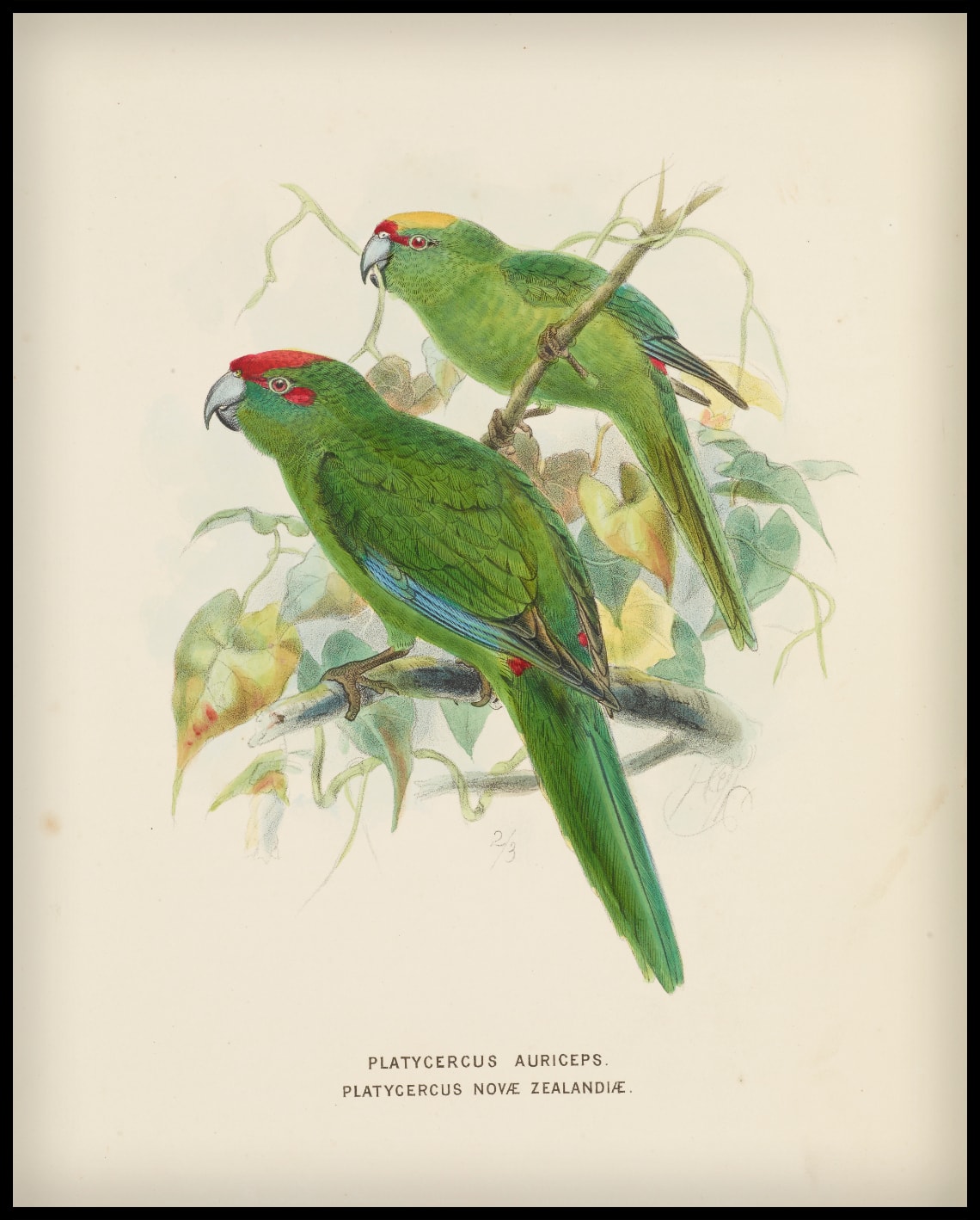 Platycercus Auriceps & Platycercus Nove Zealandiae