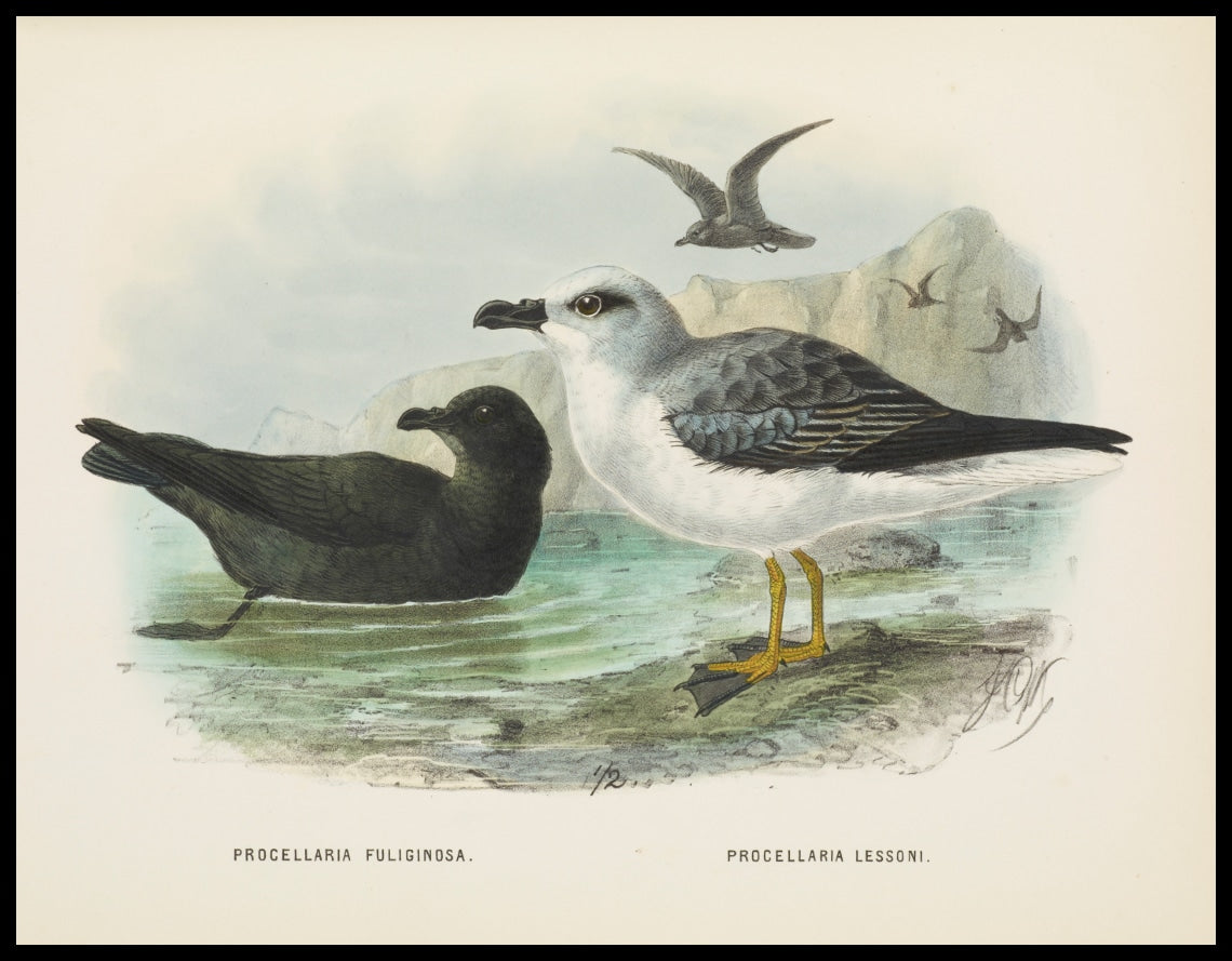 Procellaria Fuliginosa & Procellaria Lessoni