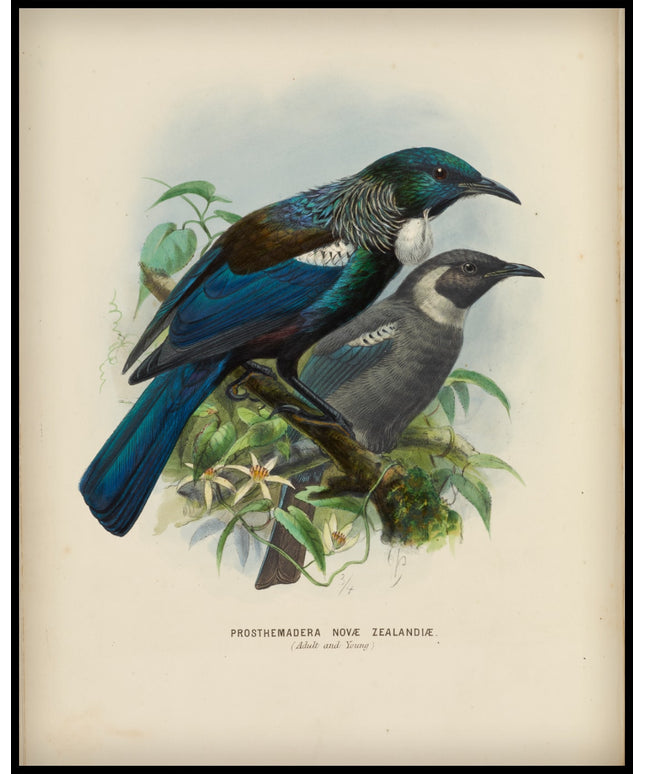 Prosthemadera Novae Zealandiae