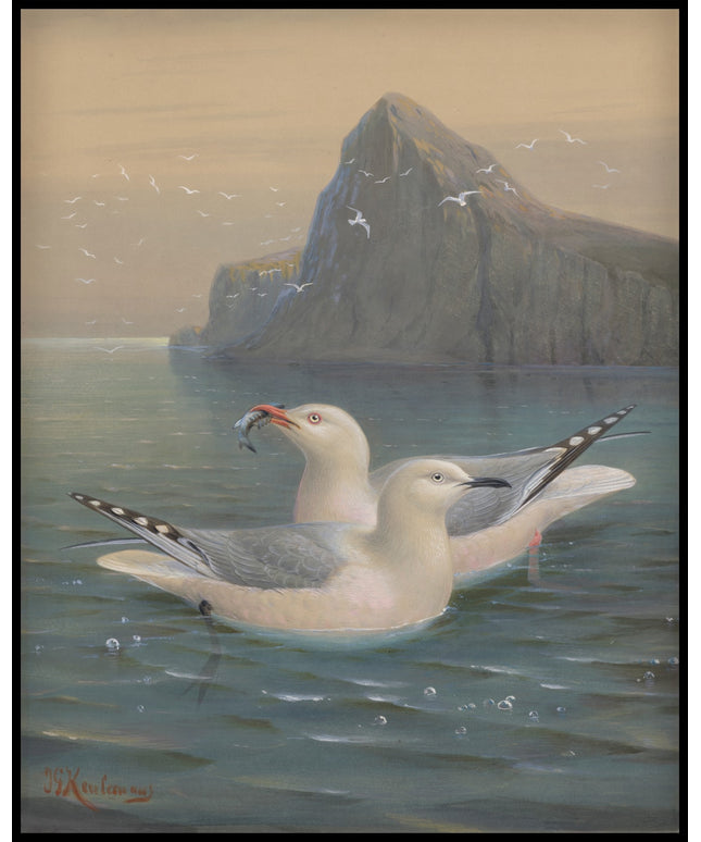 Red Billed Gull & Black Billed Gull