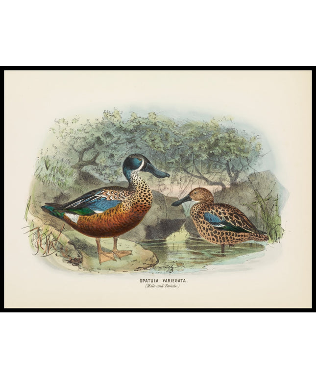Spatula Variegata
