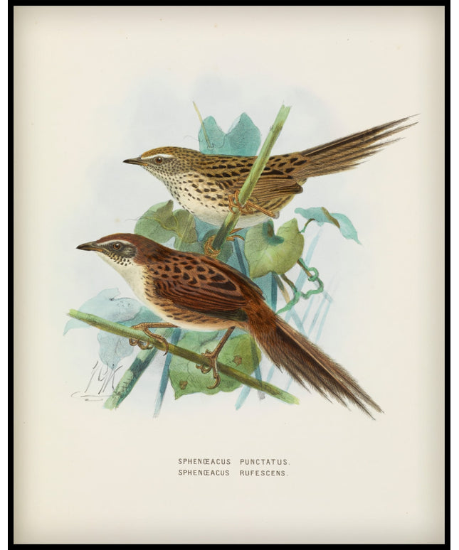 Spenoeacus Punctatus & Spenoeacus Rufescens