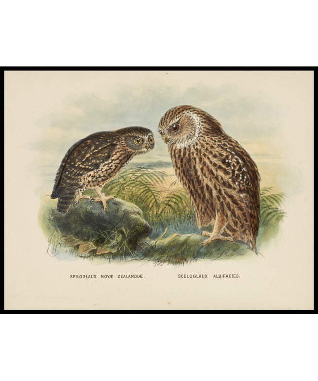 Spiloglaux Novae Zealandiae & Sceloglaux Albifacies