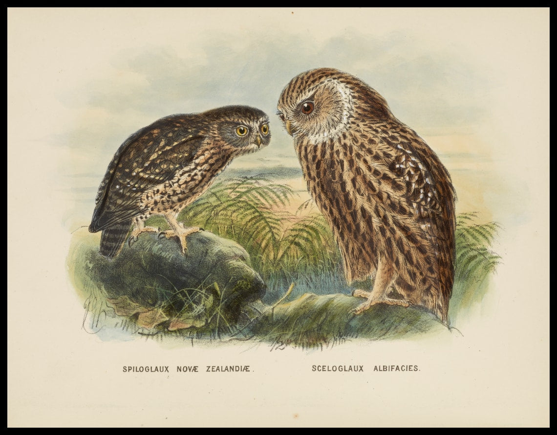 Spiloglaux Novae Zealandiae & Sceloglaux Albifacies