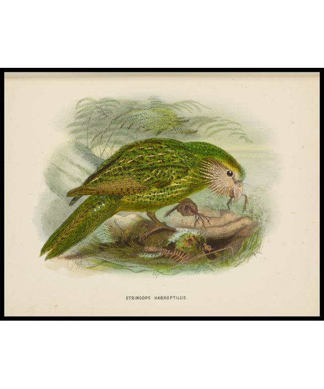 Stringops Habroptilus