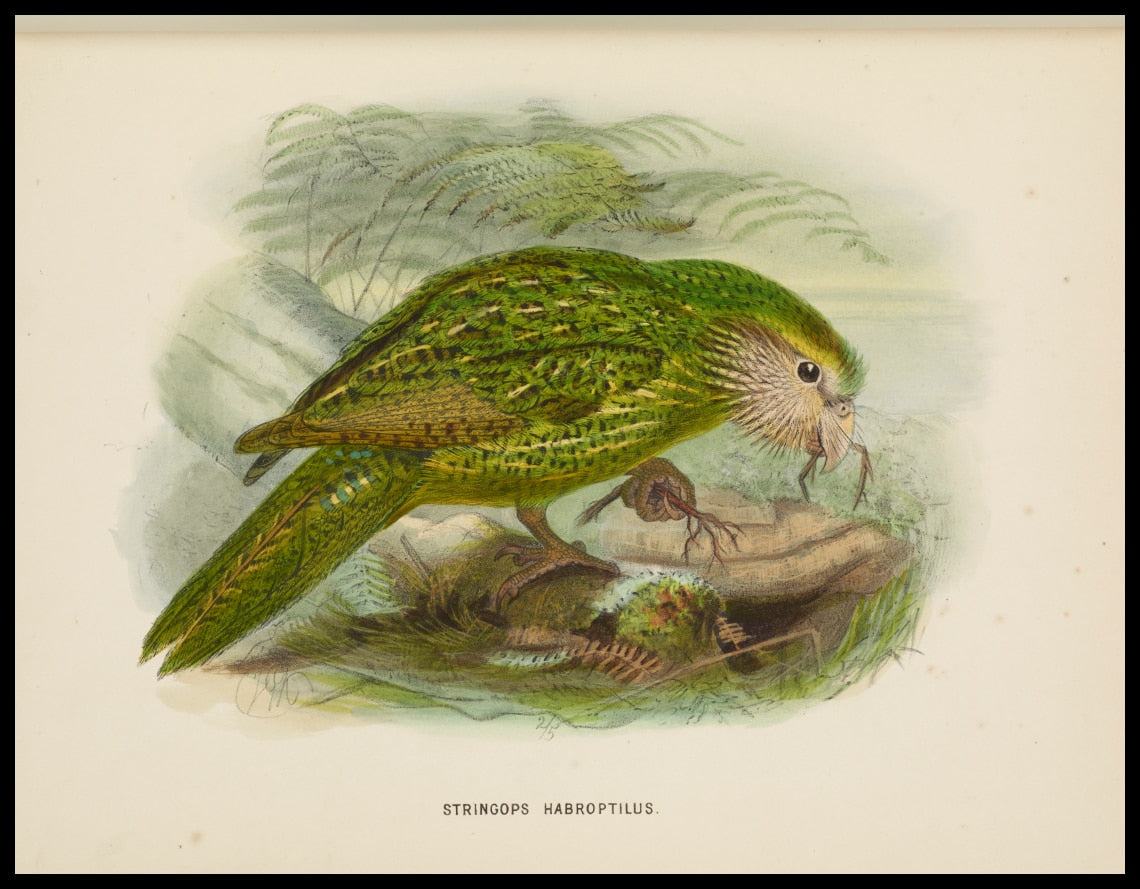 Stringops Habroptilus