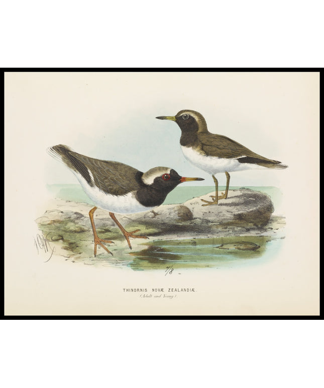 Thinornis Nove Zealandiae