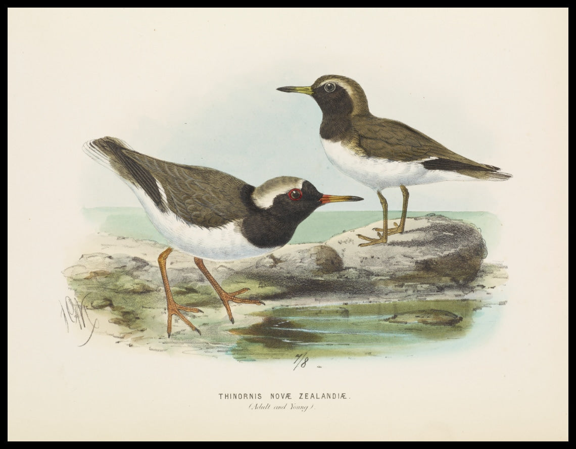 Thinornis Nove Zealandiae