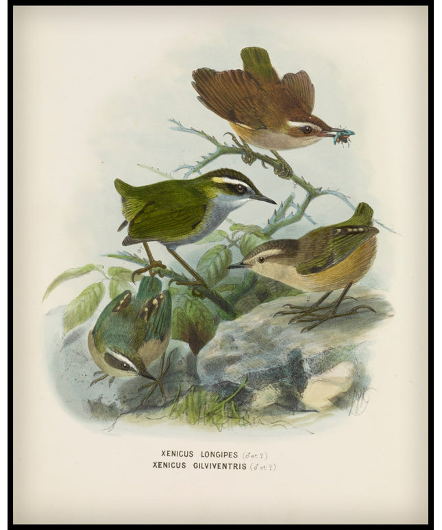 Xenicus Longipes & Xenicus Gilviventris